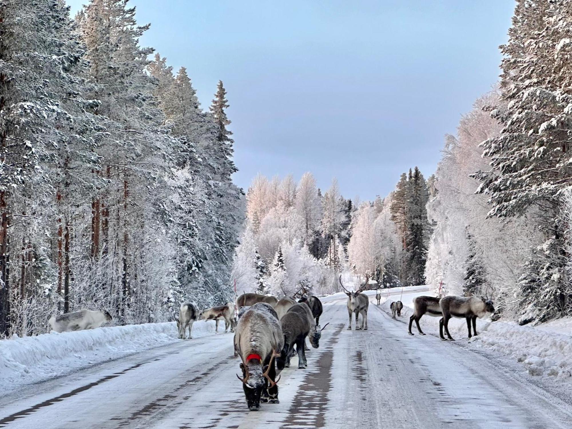 Vildmarksgard Lillviken Strömsund エクステリア 写真