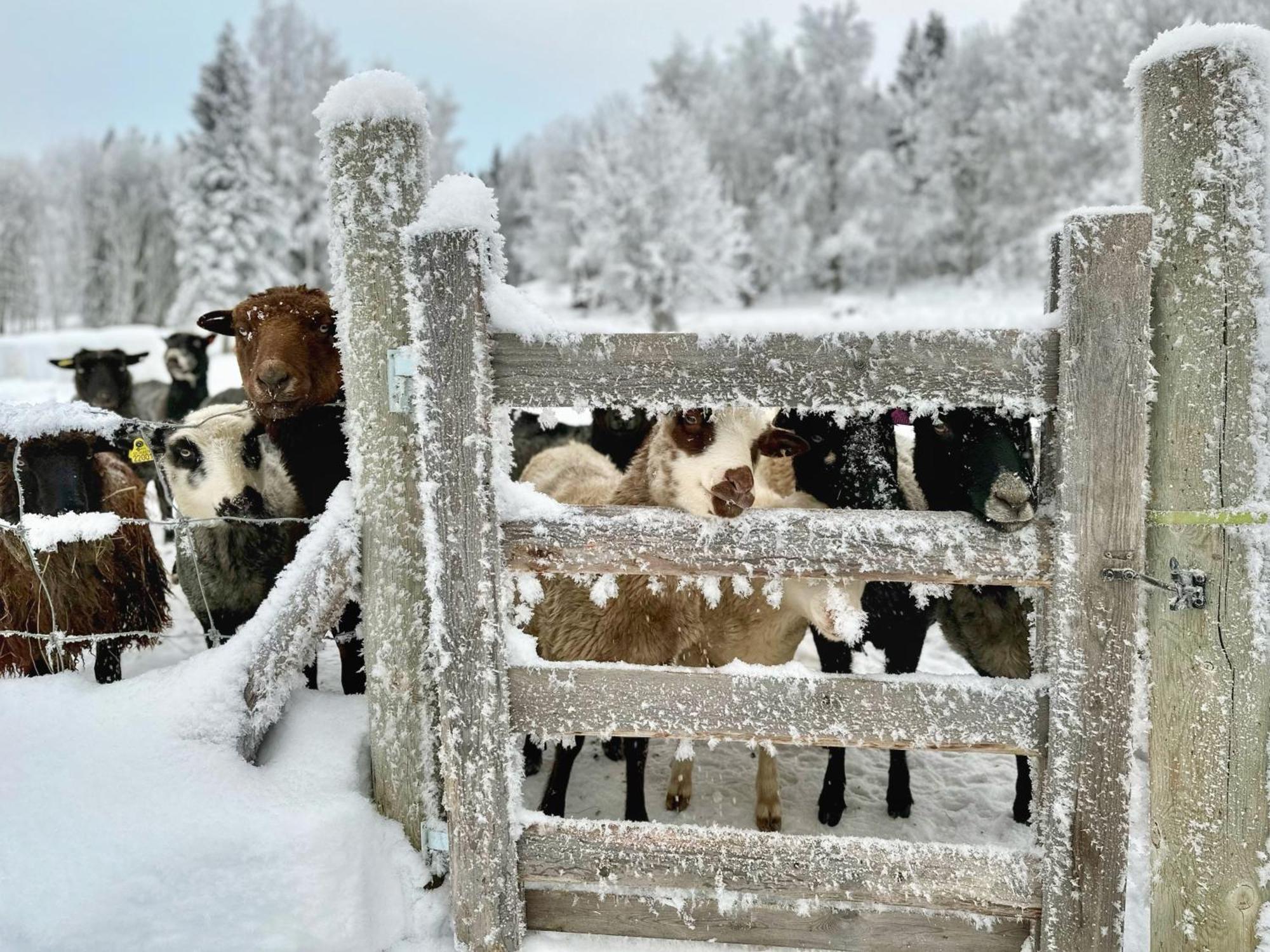 Vildmarksgard Lillviken Strömsund エクステリア 写真